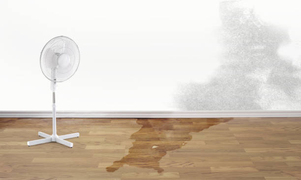 Best Mold removal after water damage  in Smithfield, NC